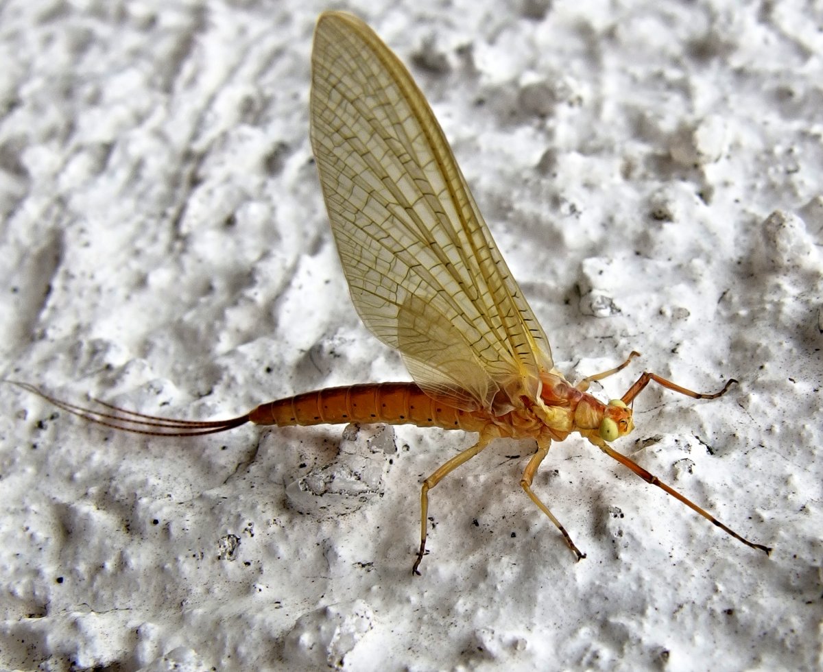 Семидневная поденка (Heptagenia)