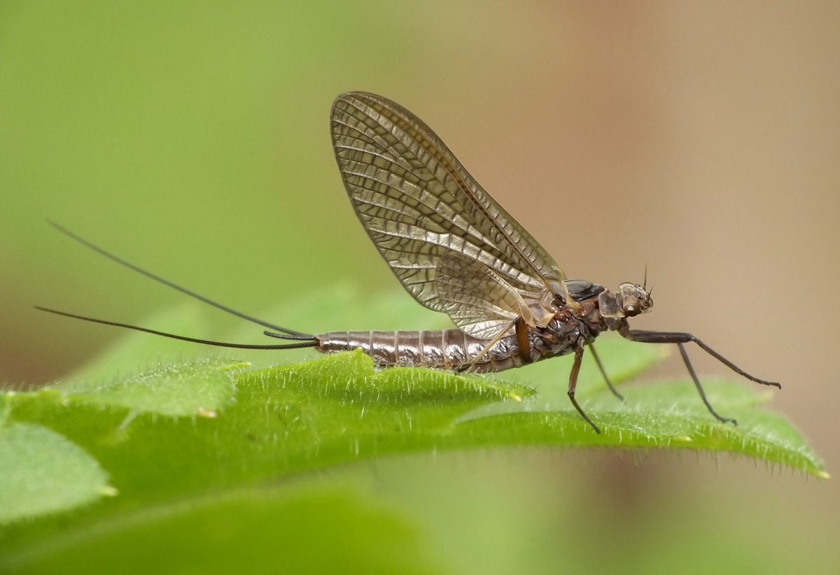 Эфемера поденка