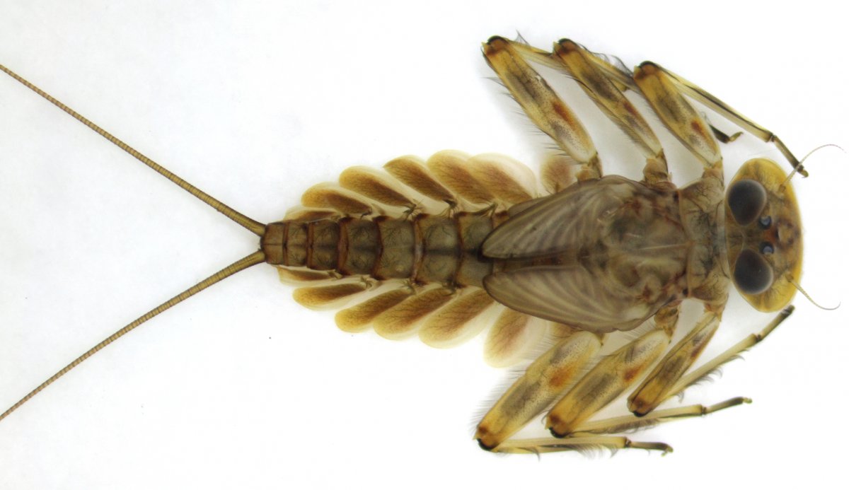 Личинка поденки Ephemeridae