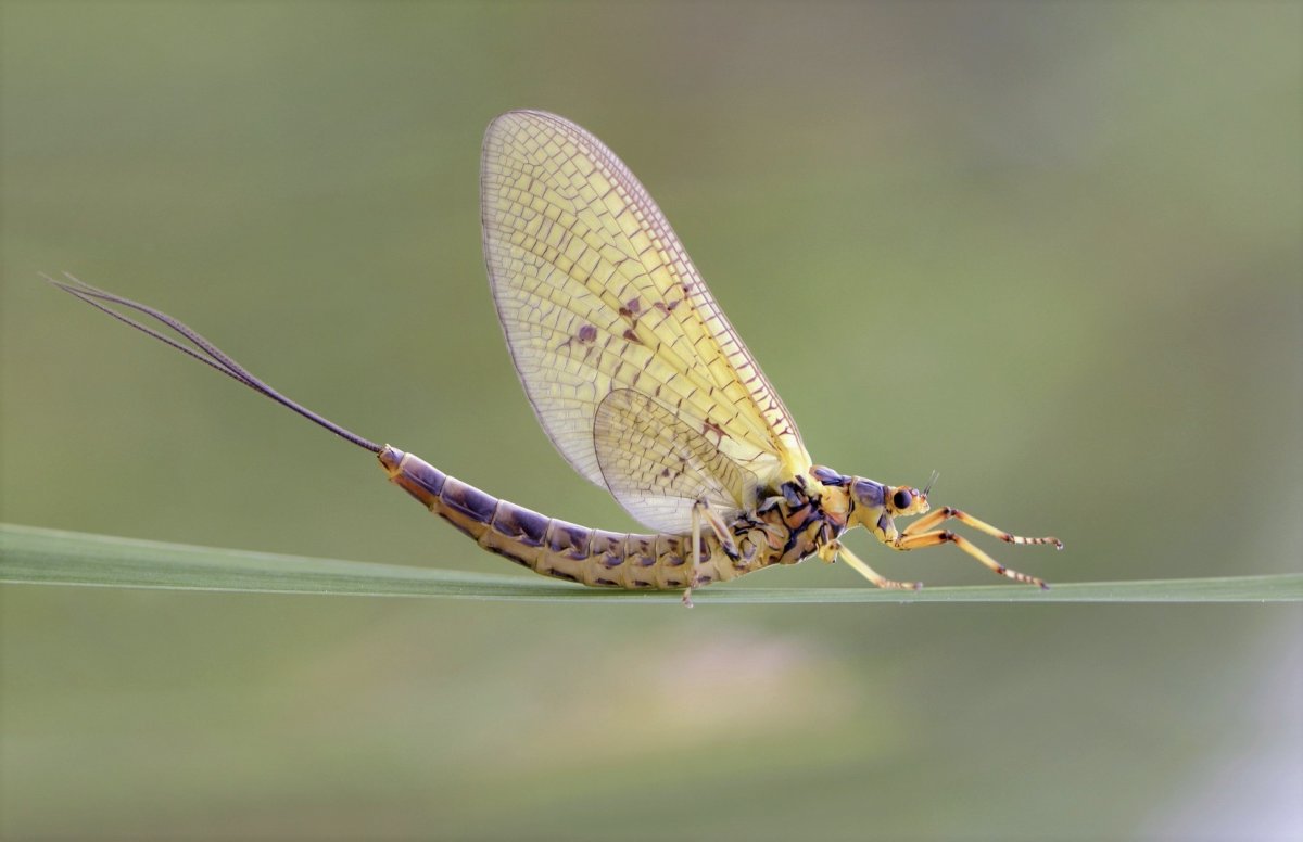 Личинка поденки