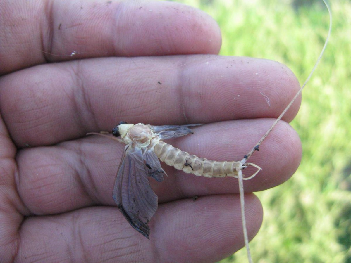 Подёнка мымра