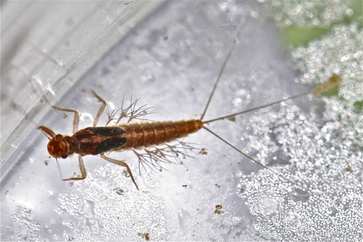 Нимфа поденки