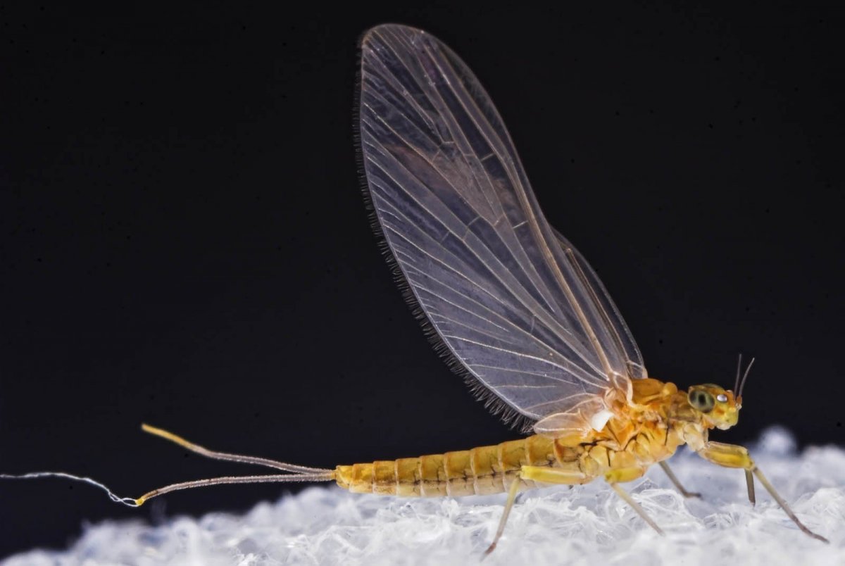 Личинка поденки