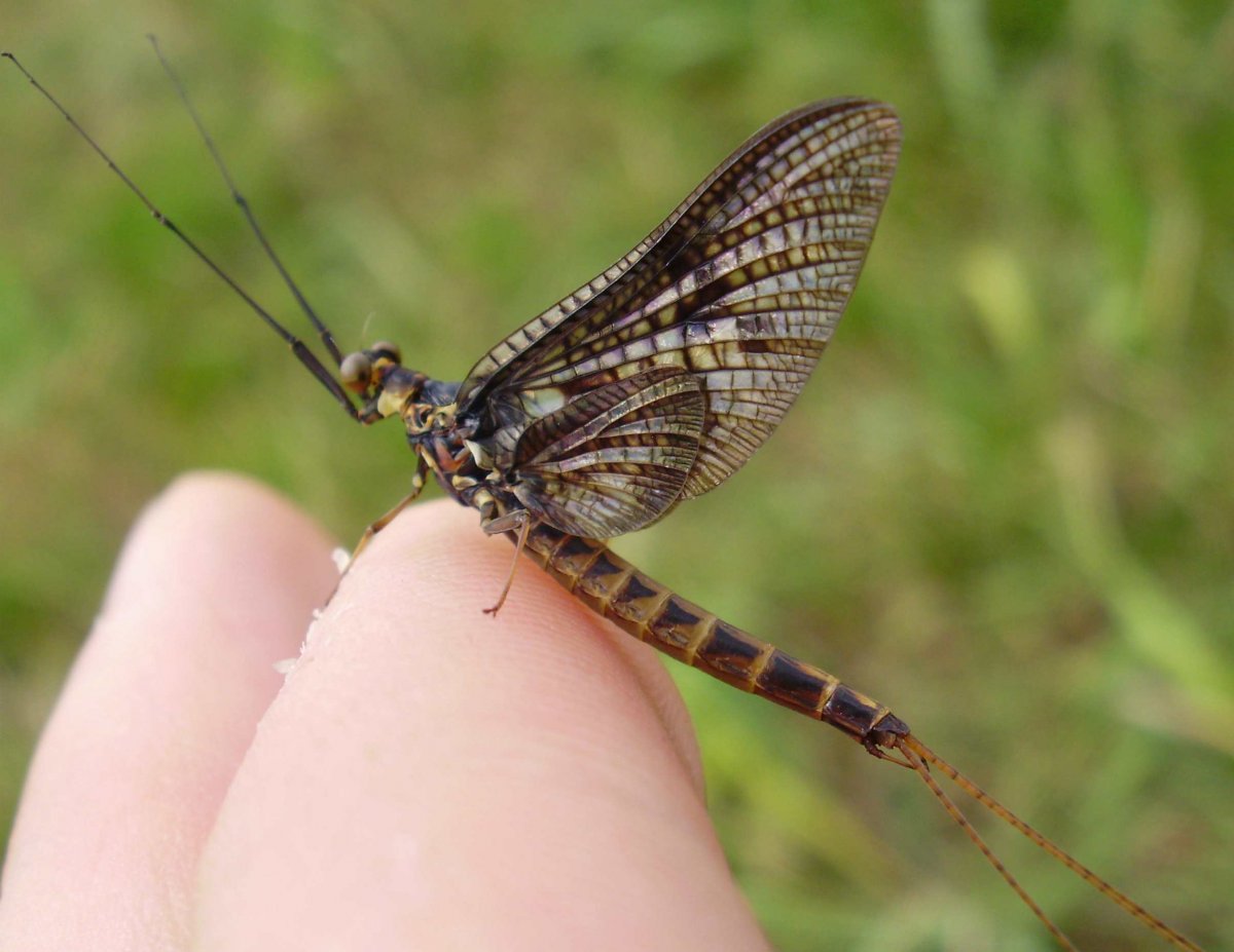 Имаго поденок