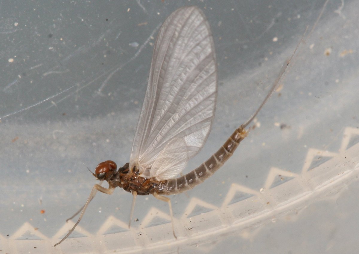 Подёнка (Potamanthus luteus)