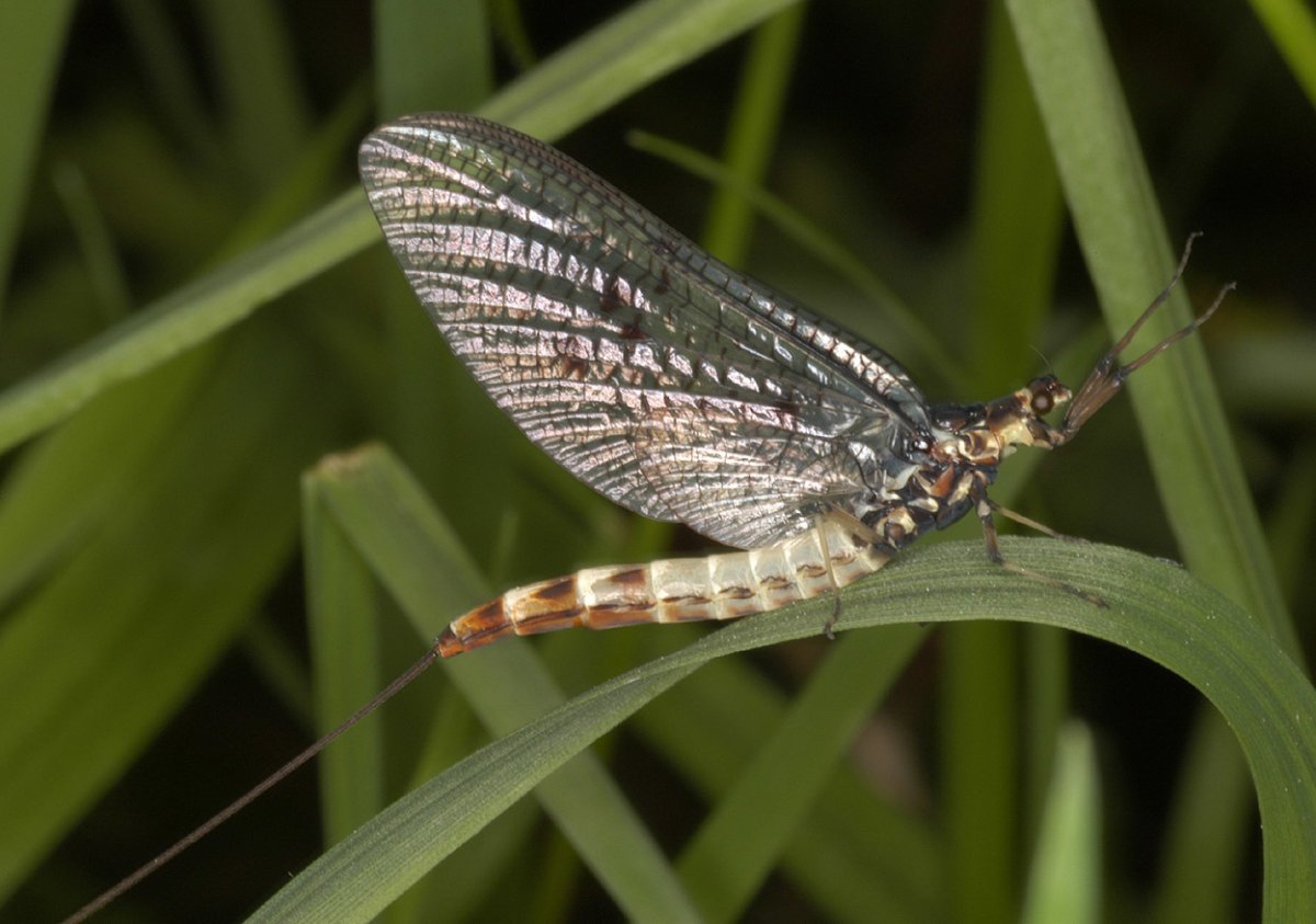 Ярко-желтая поденка (Potamanthus lutea)