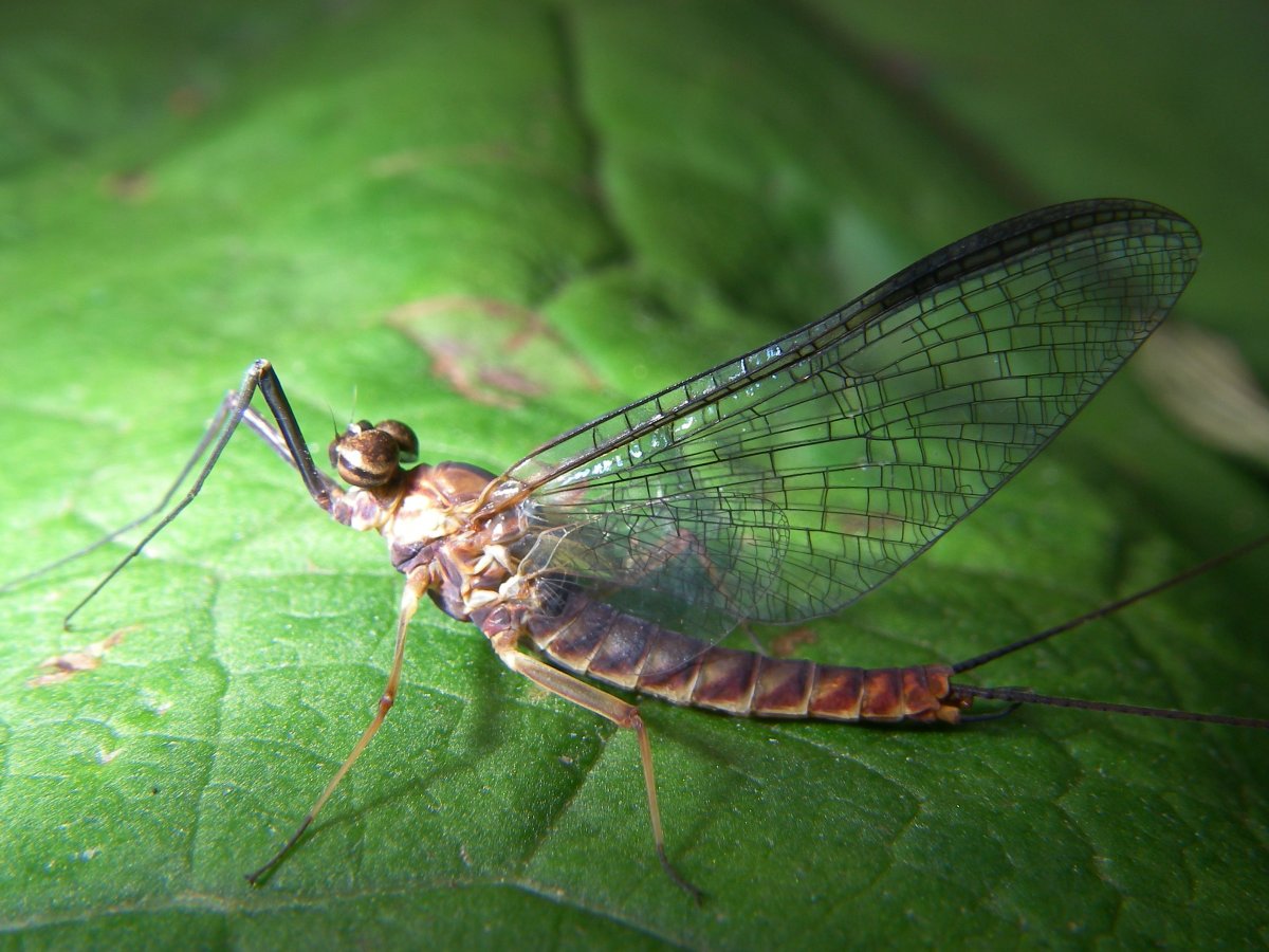 Имаго поденок