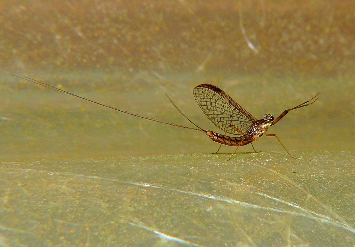 Поденка белохвостая