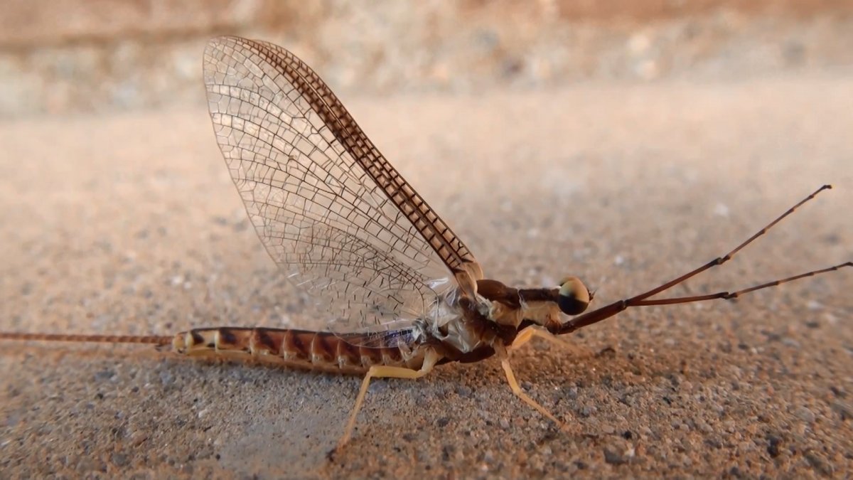 Личинка поденки Ephemeridae