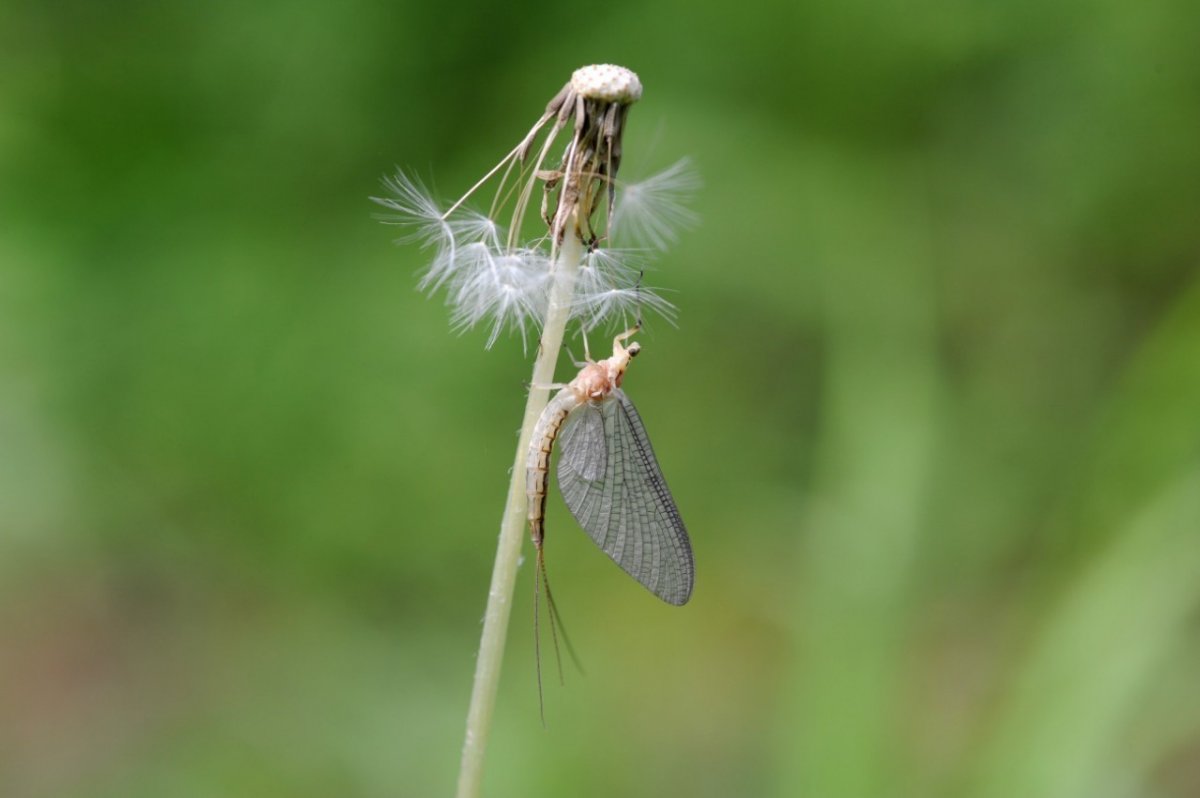 Личинка подёнки Leptophlebidae