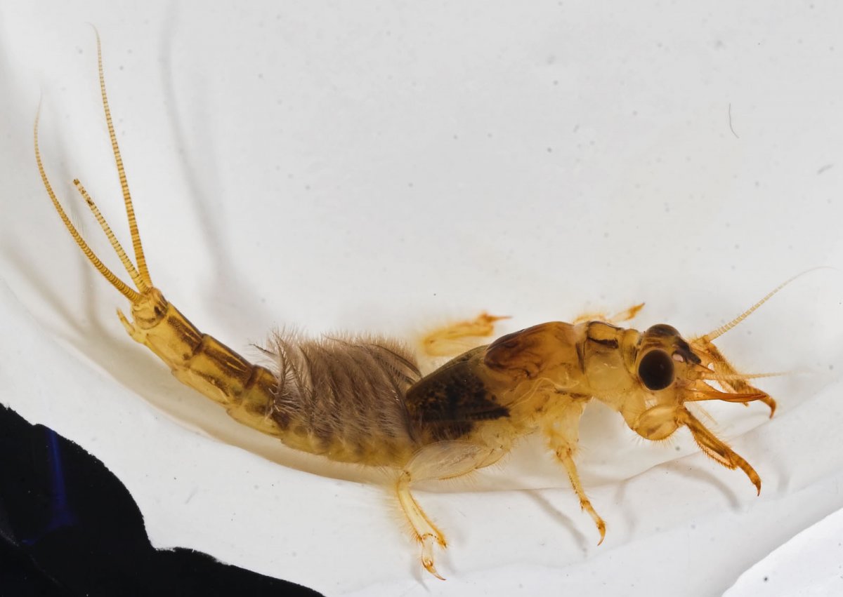 Имаго поденок