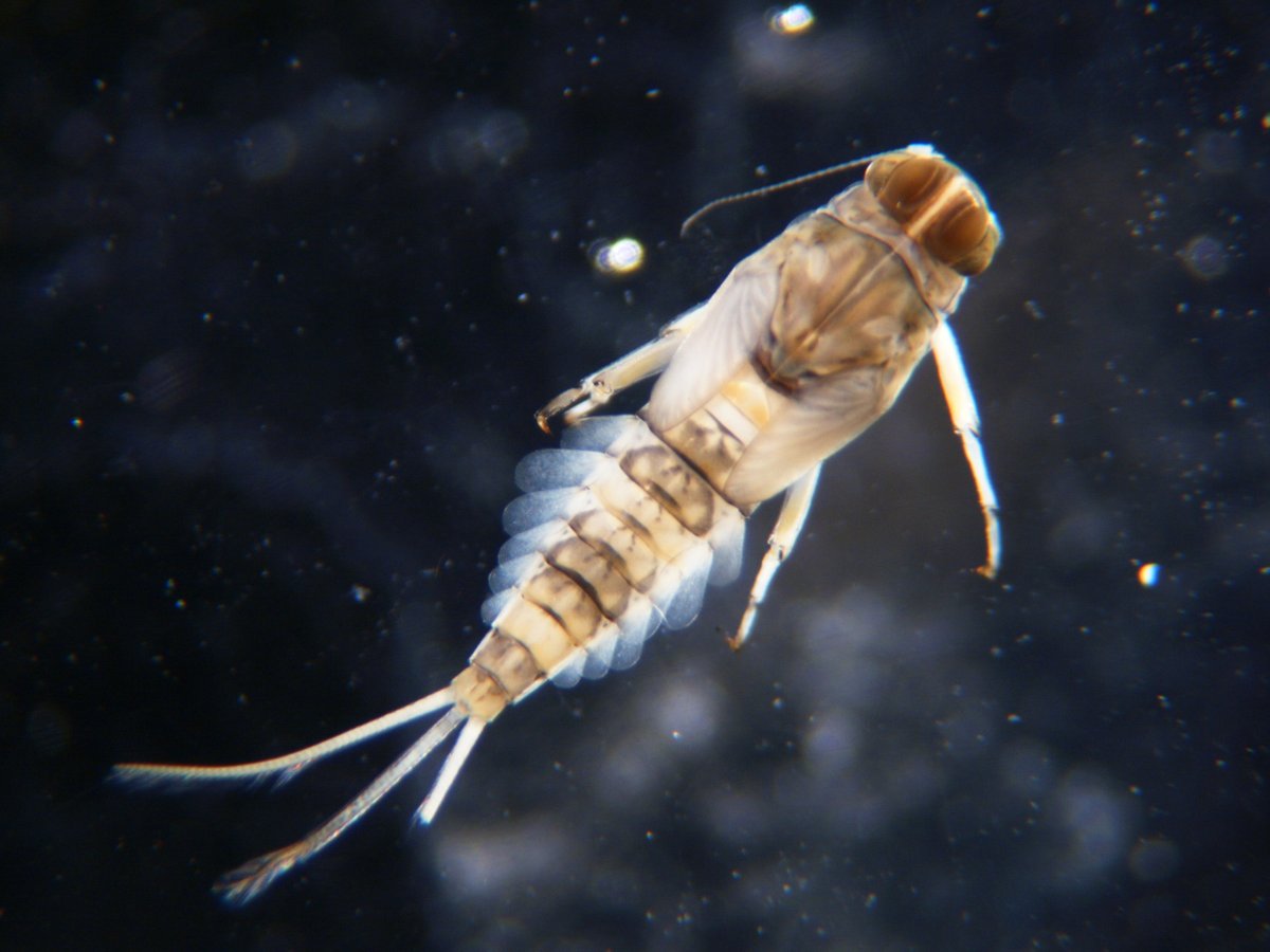 Поденка обыкновенная