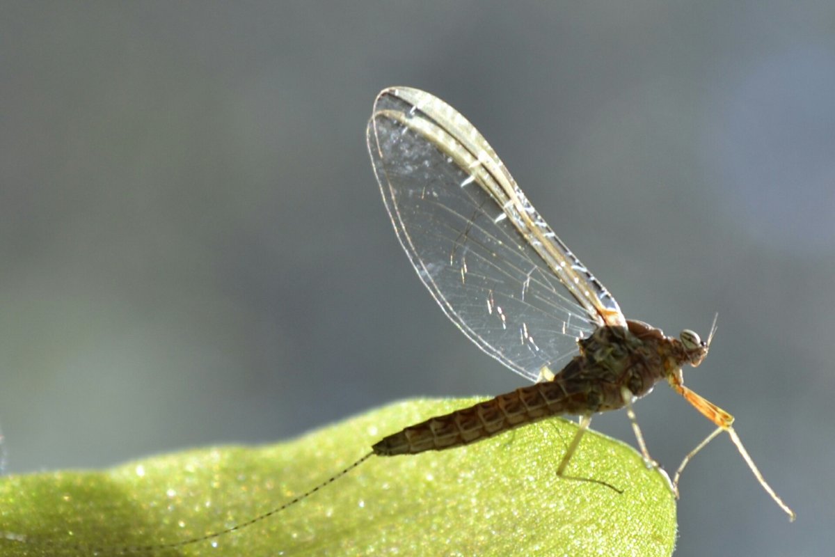 Поденка обыкновенная