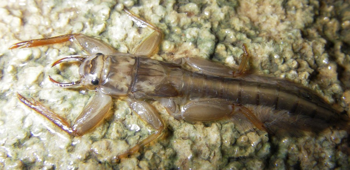 Жук поденка