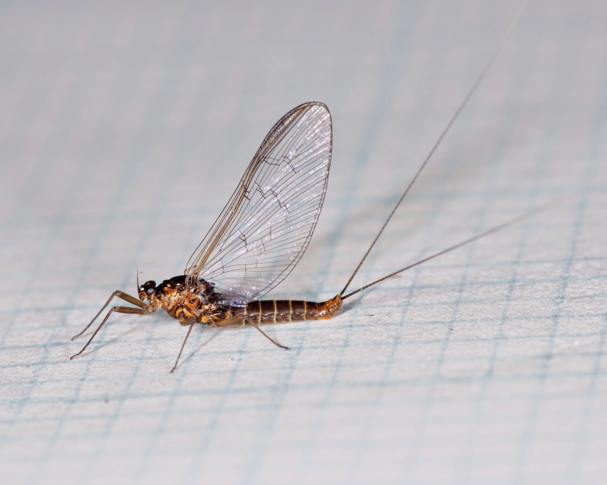 Подёнки ротовой аппарат