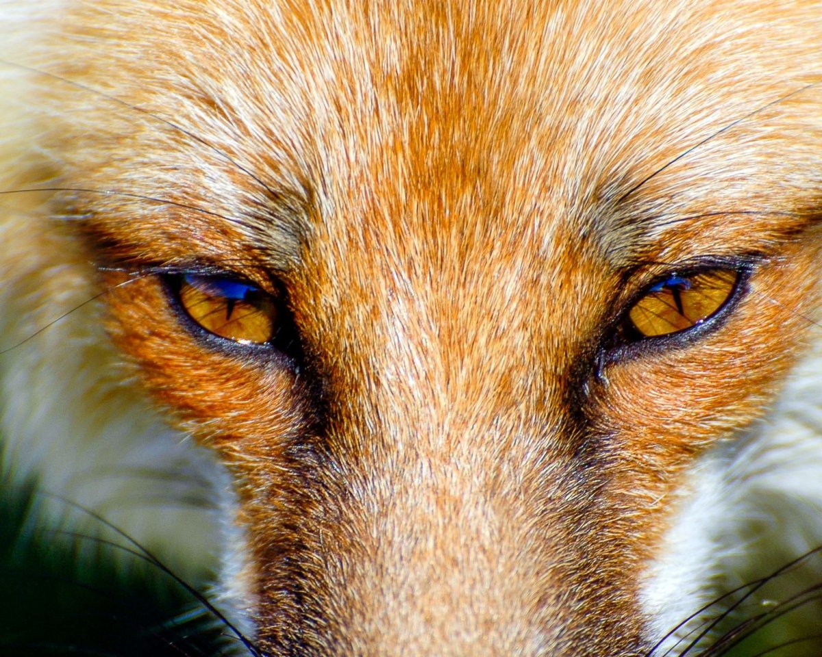 Глаза лисички