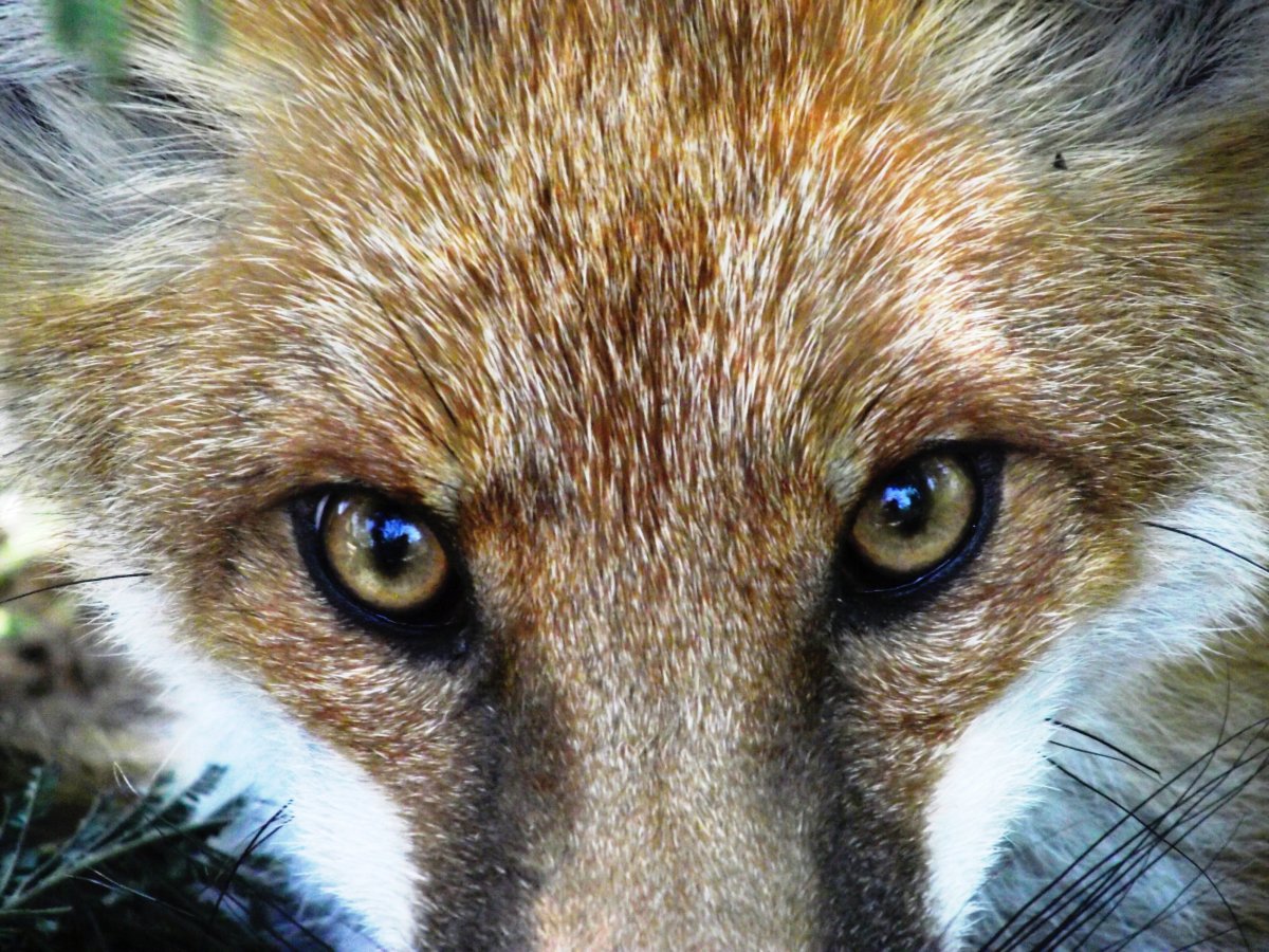 Зрачок лисы