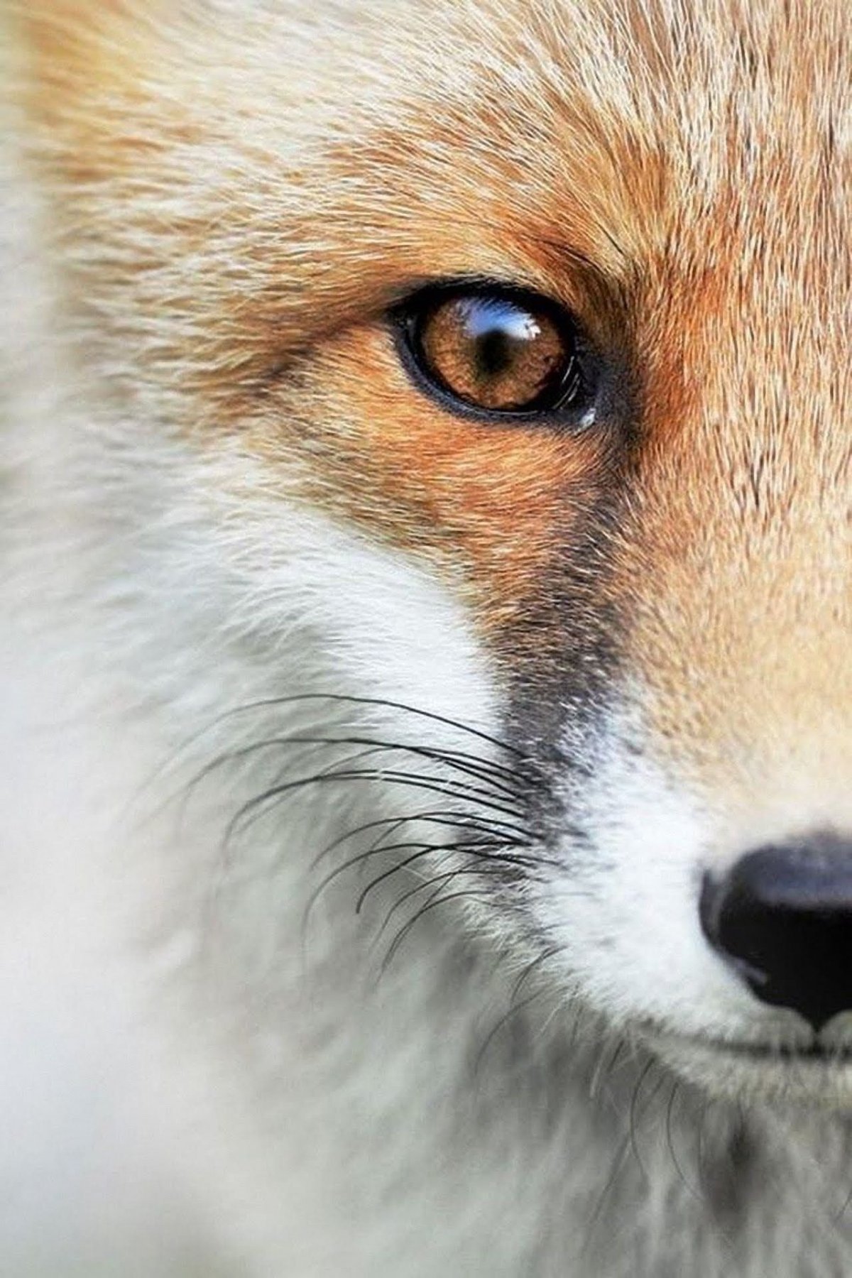 Взгляд лисы