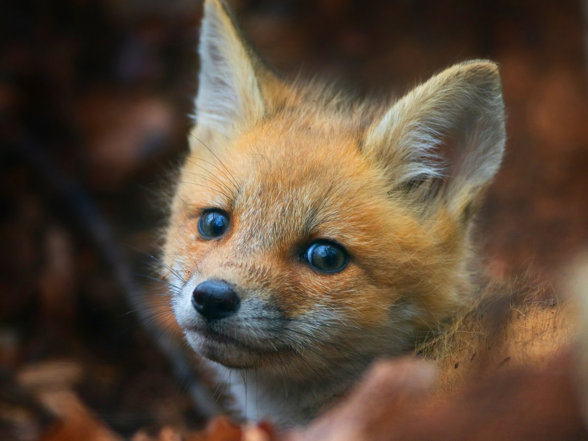 Милые лисята