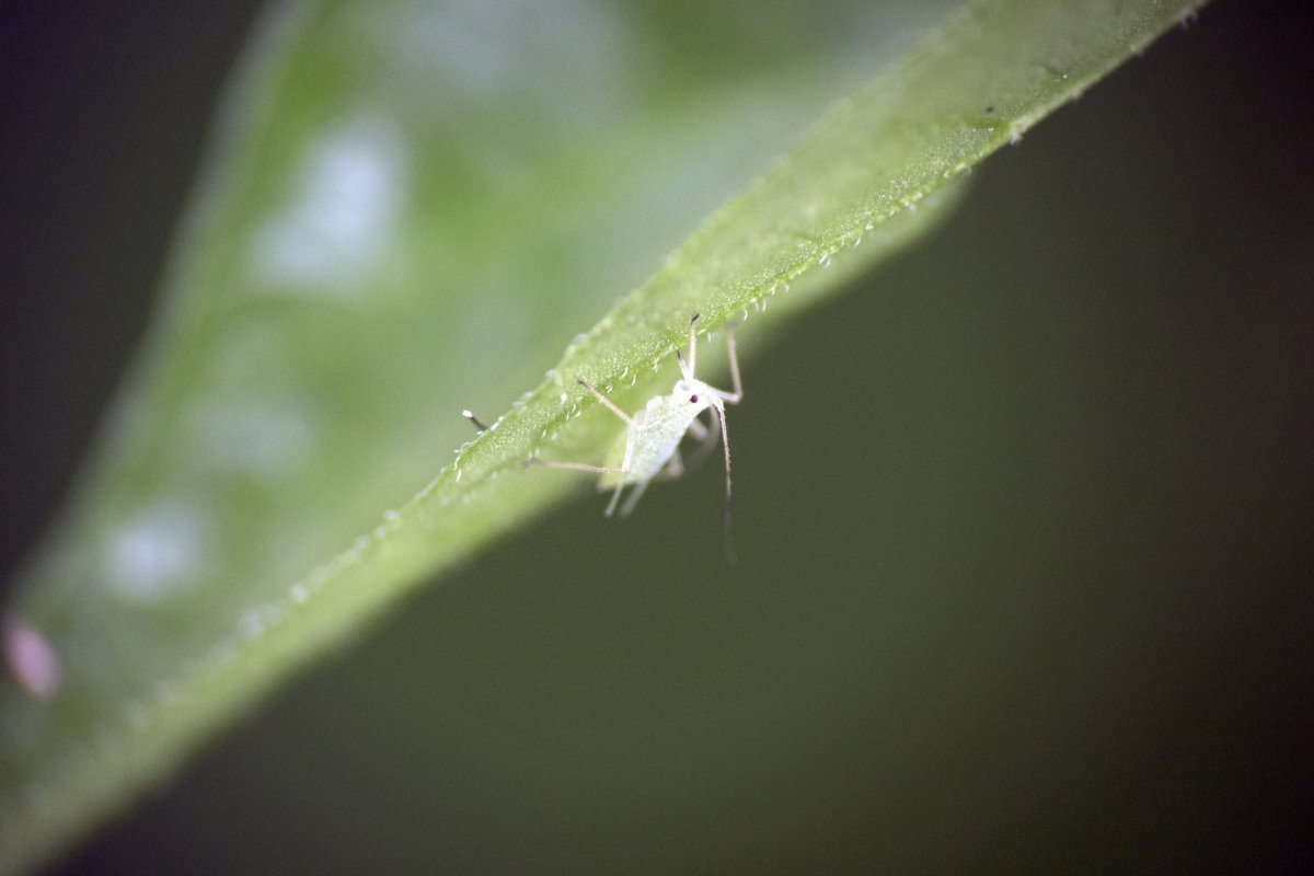 Мелкие белые насекомые