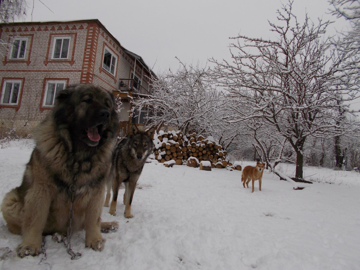 Волкодав и волкособ