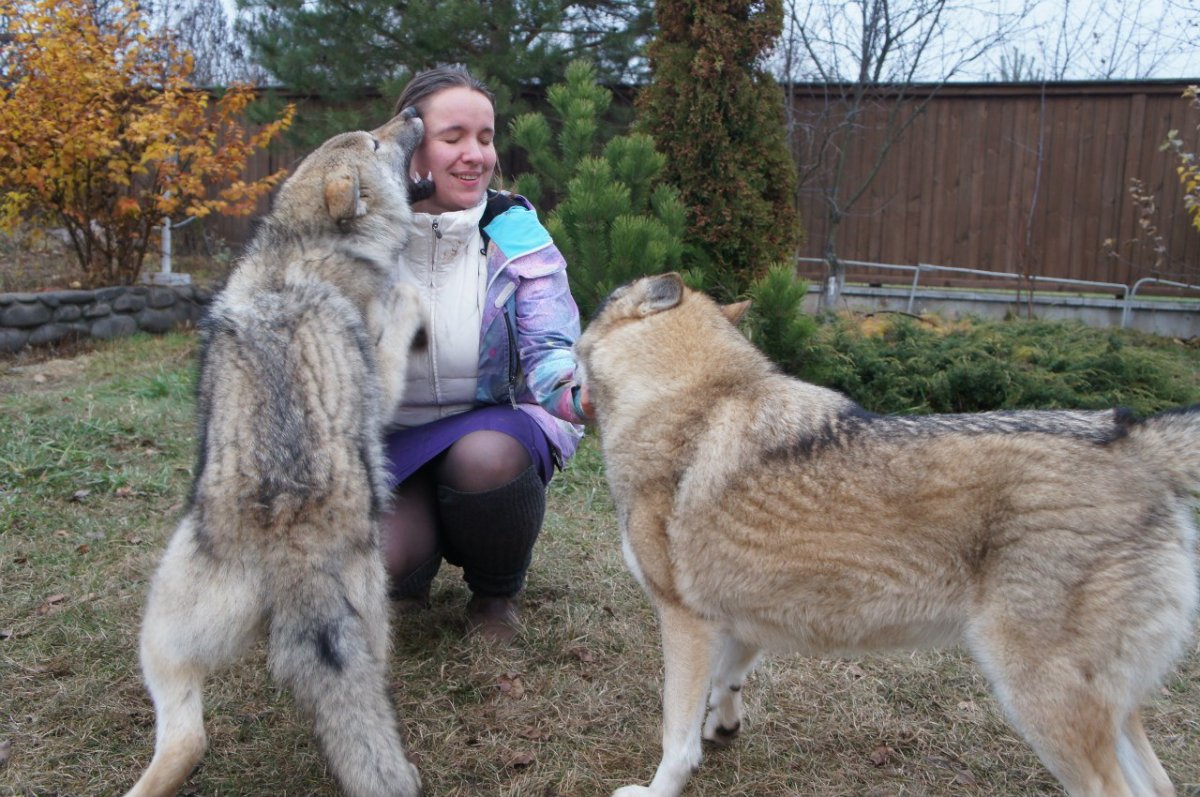 Волкодав против алабая