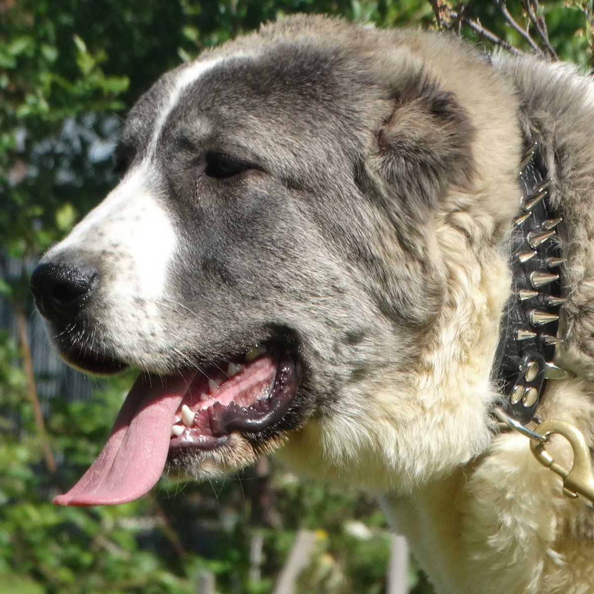 Алабай охраняет дом