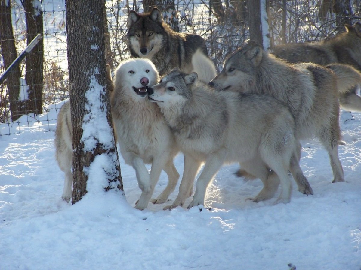 Метис волка и алабая