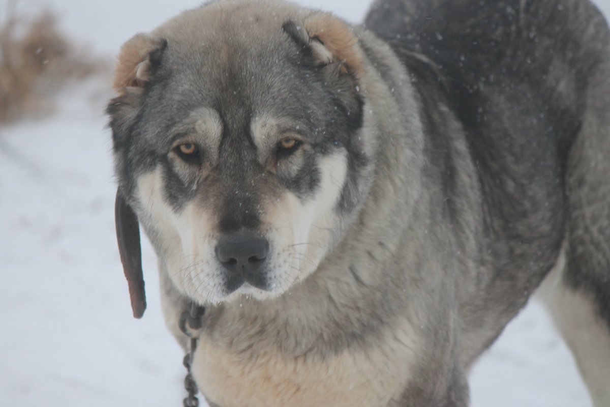Волк с алабаем скрещивание