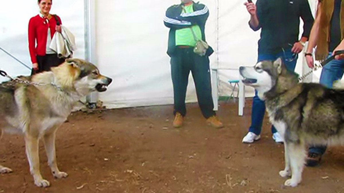 Волкособы и Кавказская овчарка