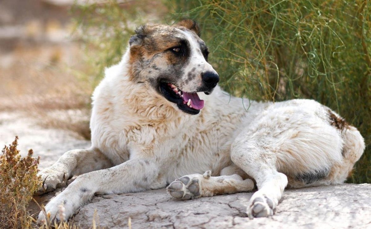 Гибрид хаски и алабая