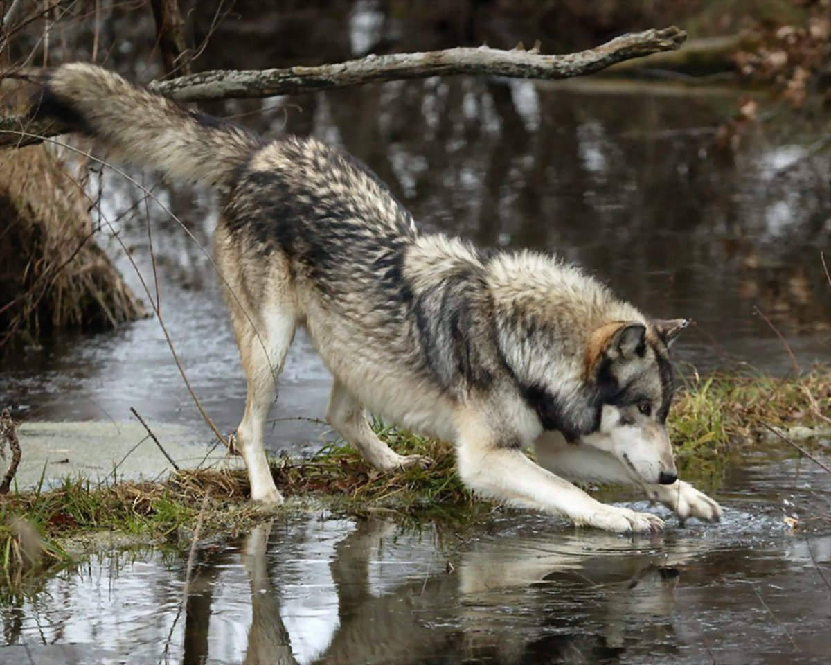 Стая Волков зимой