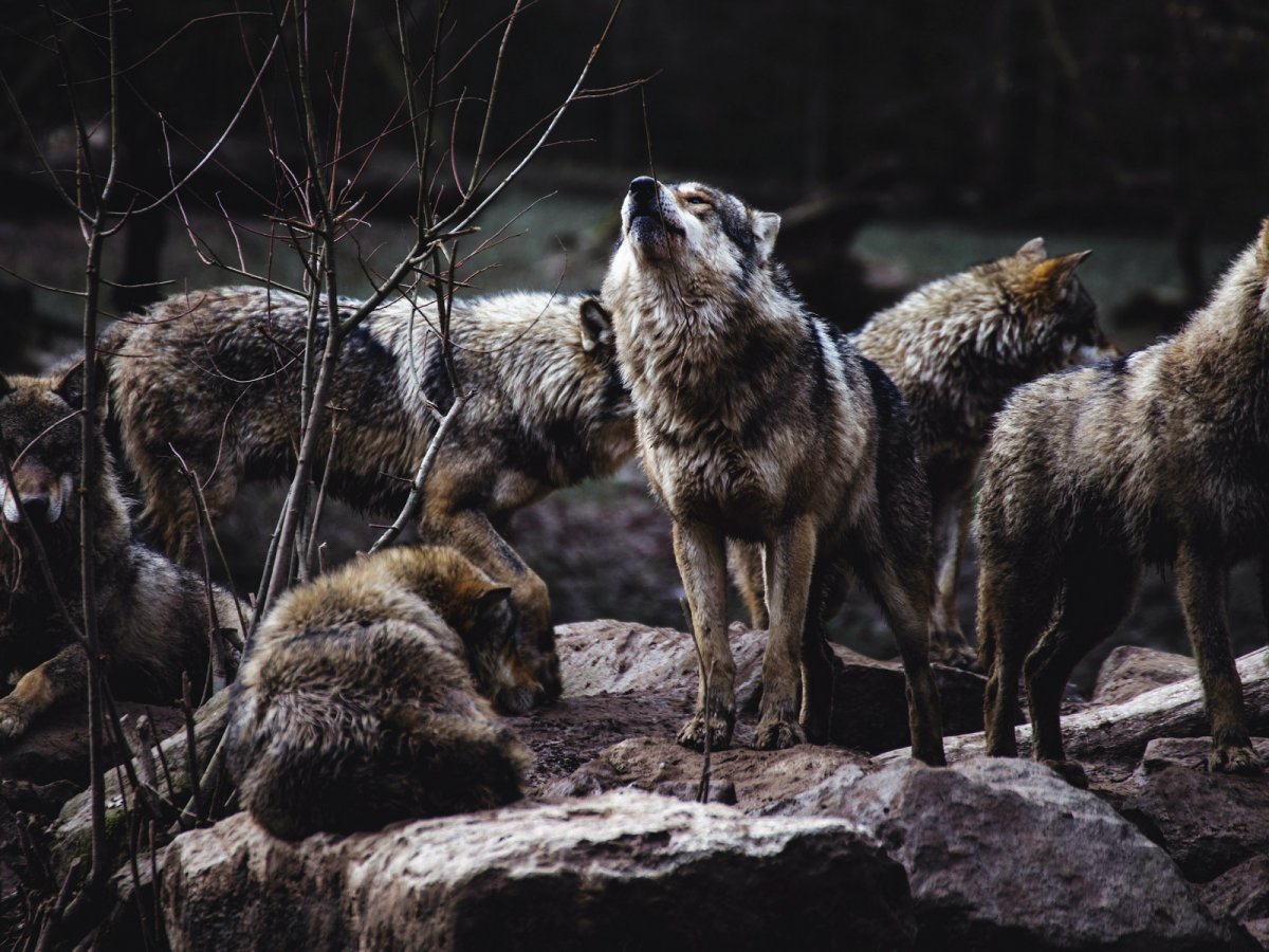 Охота на шакала в Волгоградской области
