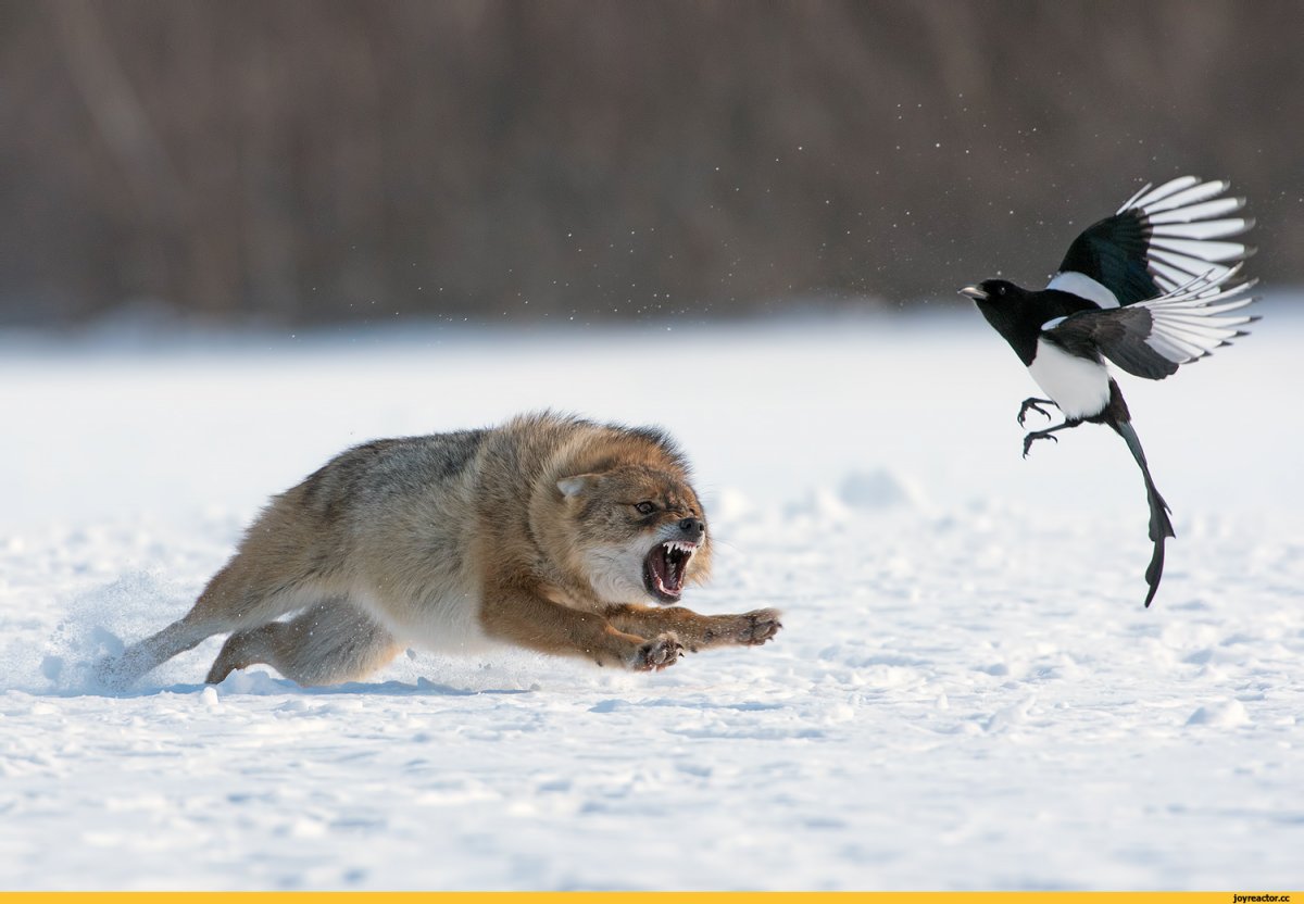 Волк в дикой природе