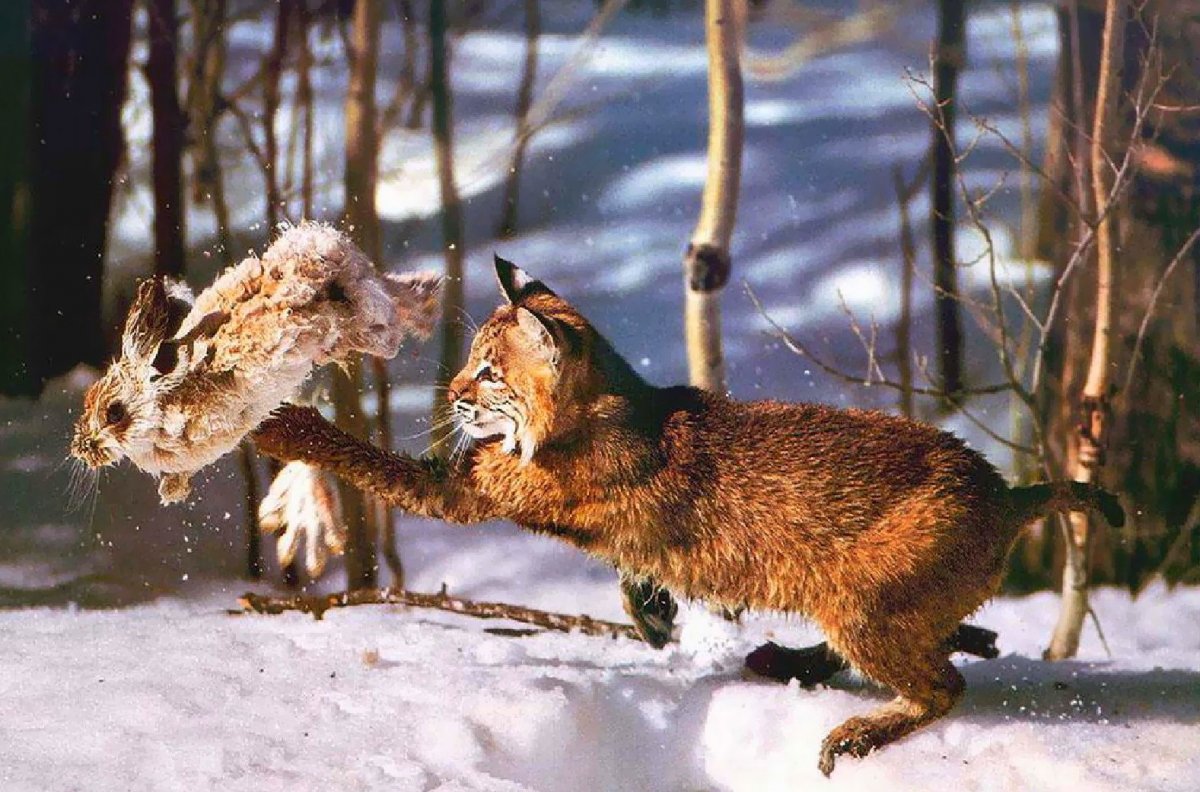 Волк и птица