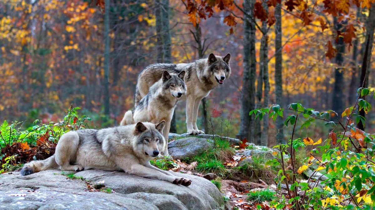 Природа и животные