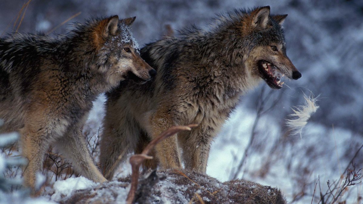 Волчья охота