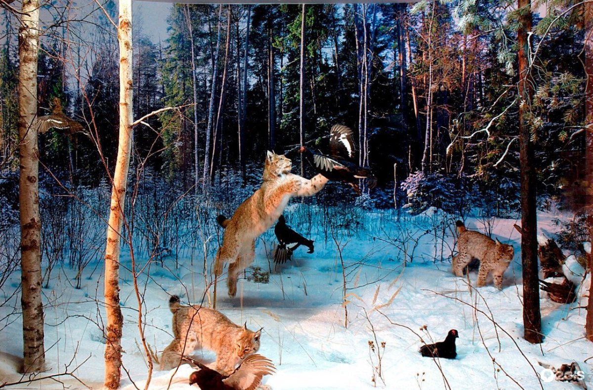 Стая Волков