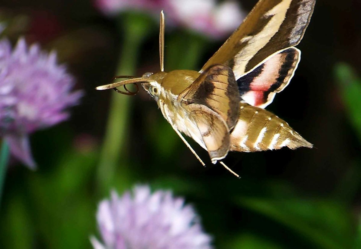 Бражник бабочка