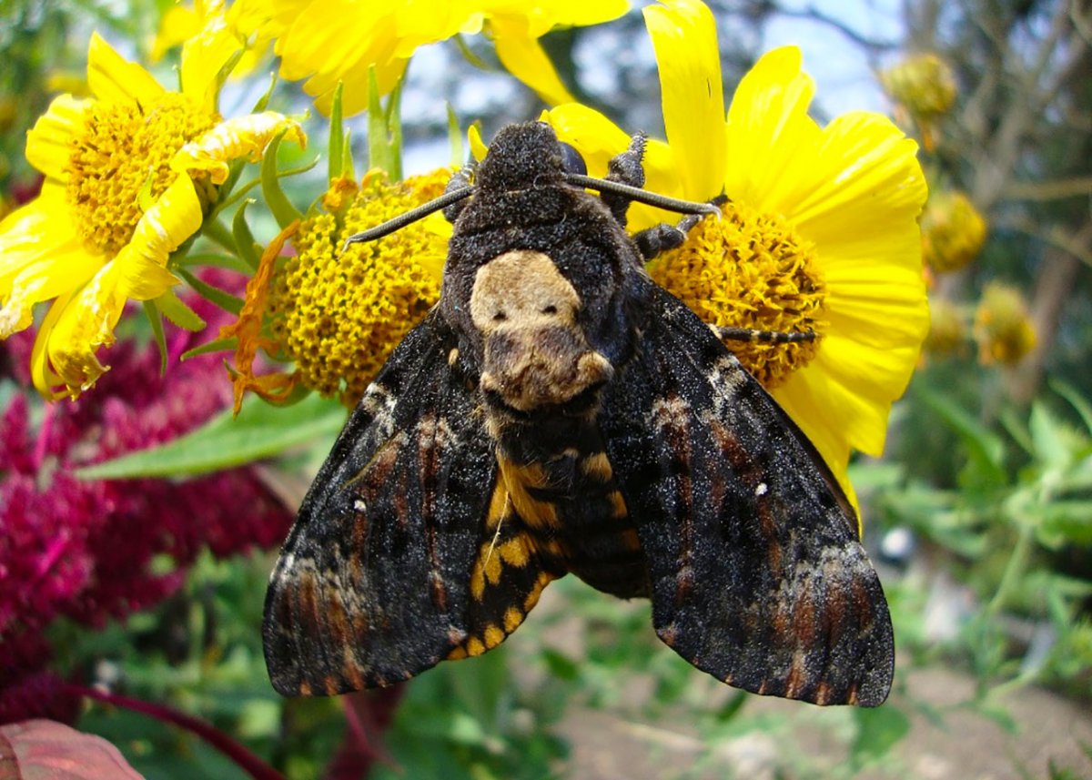 Бабочка Бражник мертвая голова