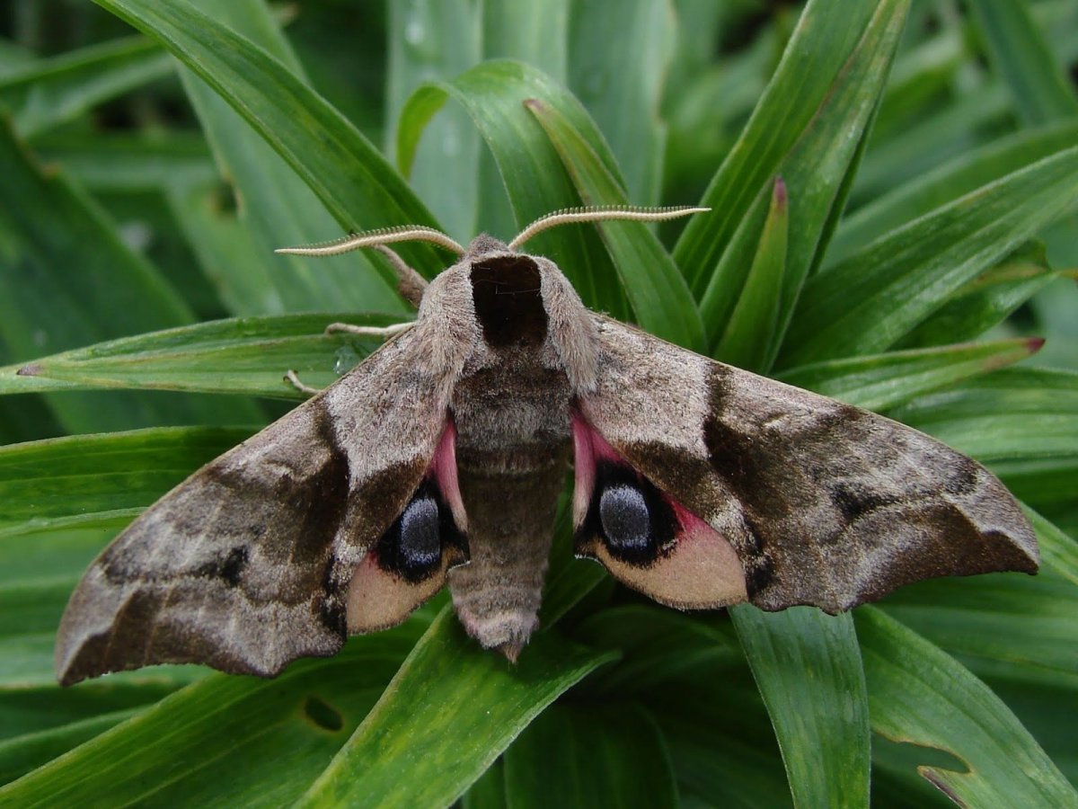 Глазчатый Бражник бабочка