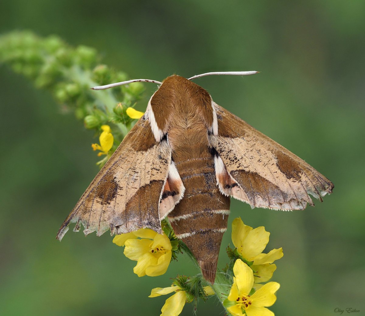 Глазчатый Бражник бабочка