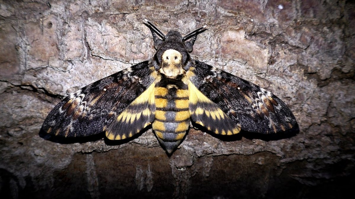 Бражник языкан обыкновенный