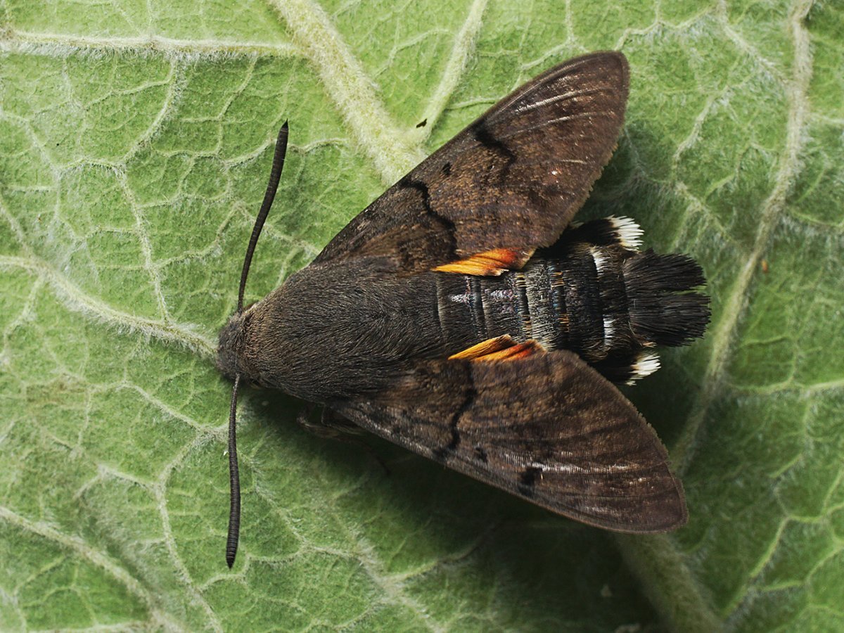 Бабочка языкан обыкновенный