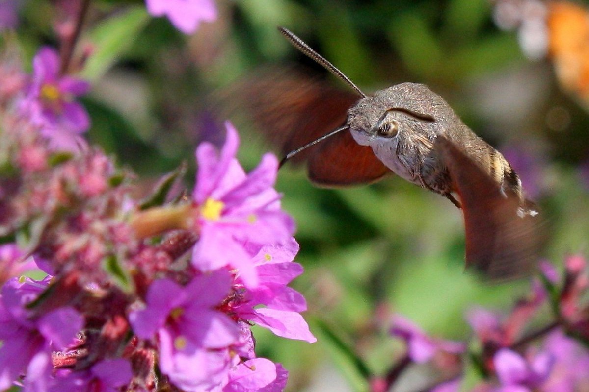 Бражник бабочка