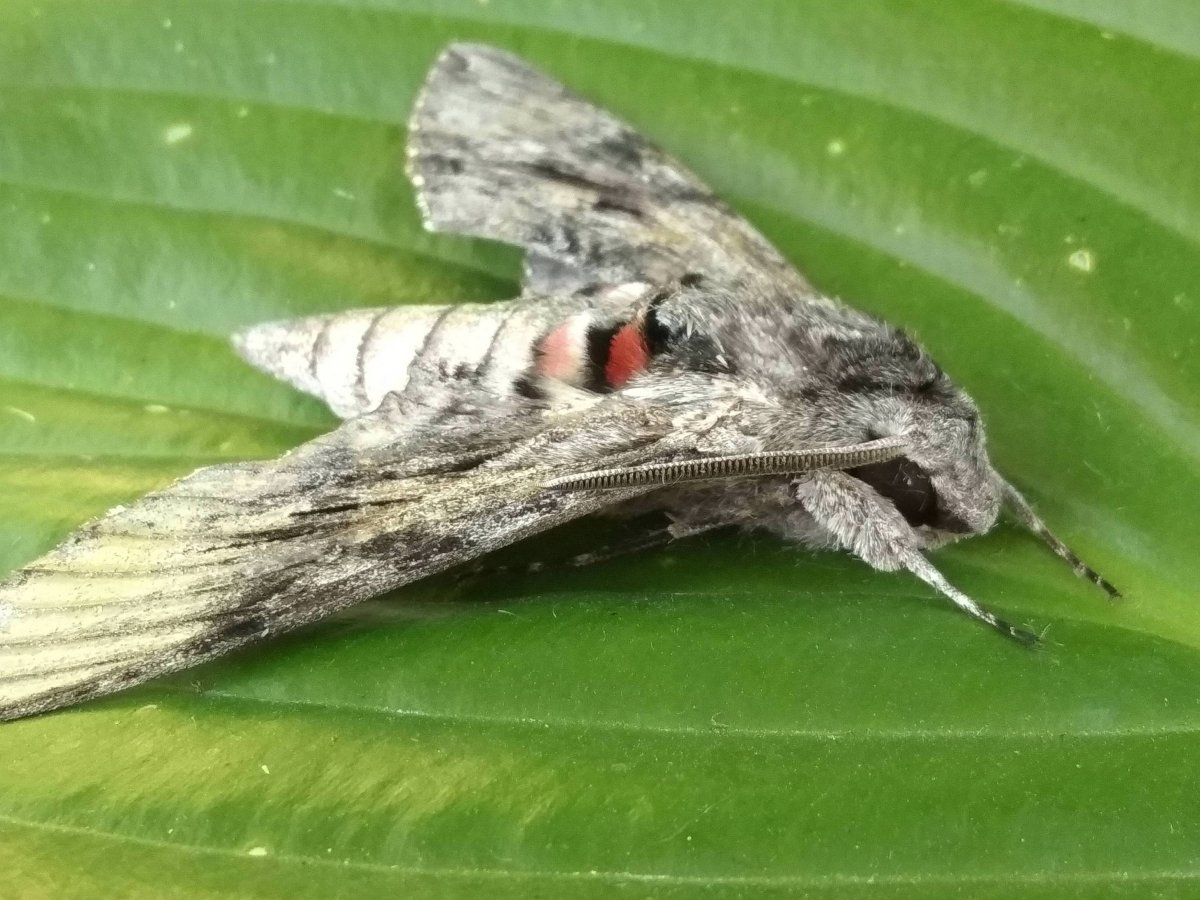 Гиалофора кекропия