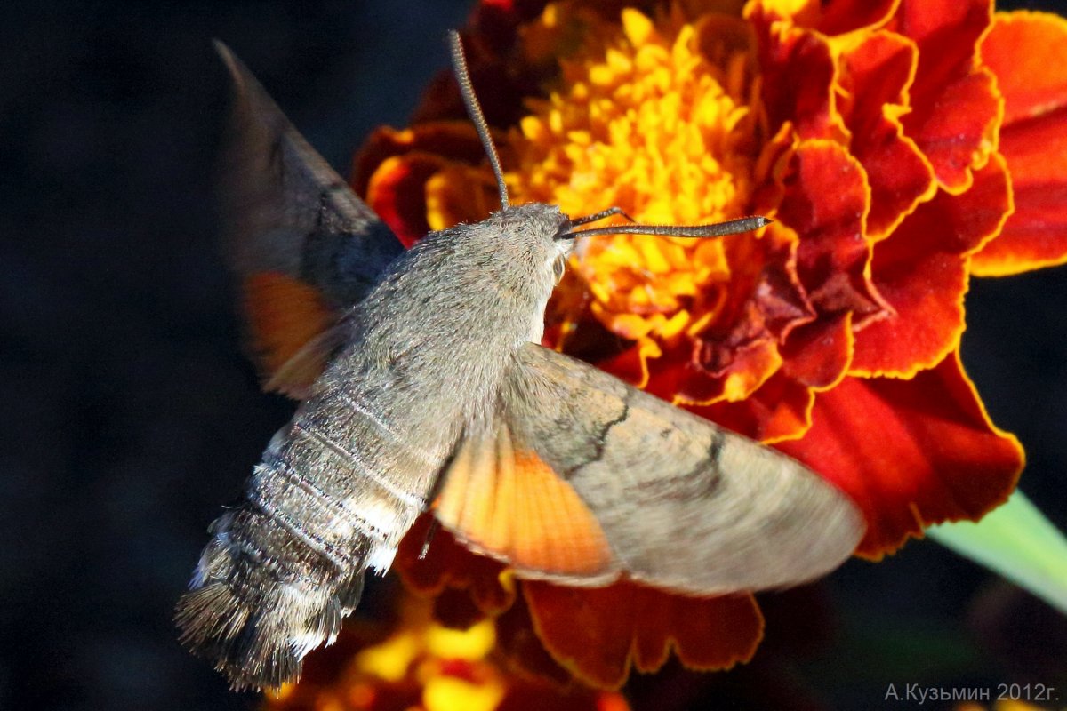 Глазчатый Бражник бабочка