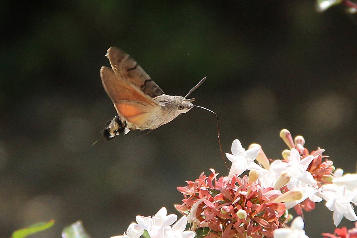 Бражник языкан Macroglossum