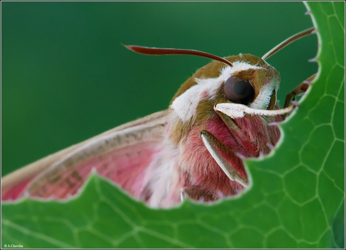 Бабочка языкан обыкновенный