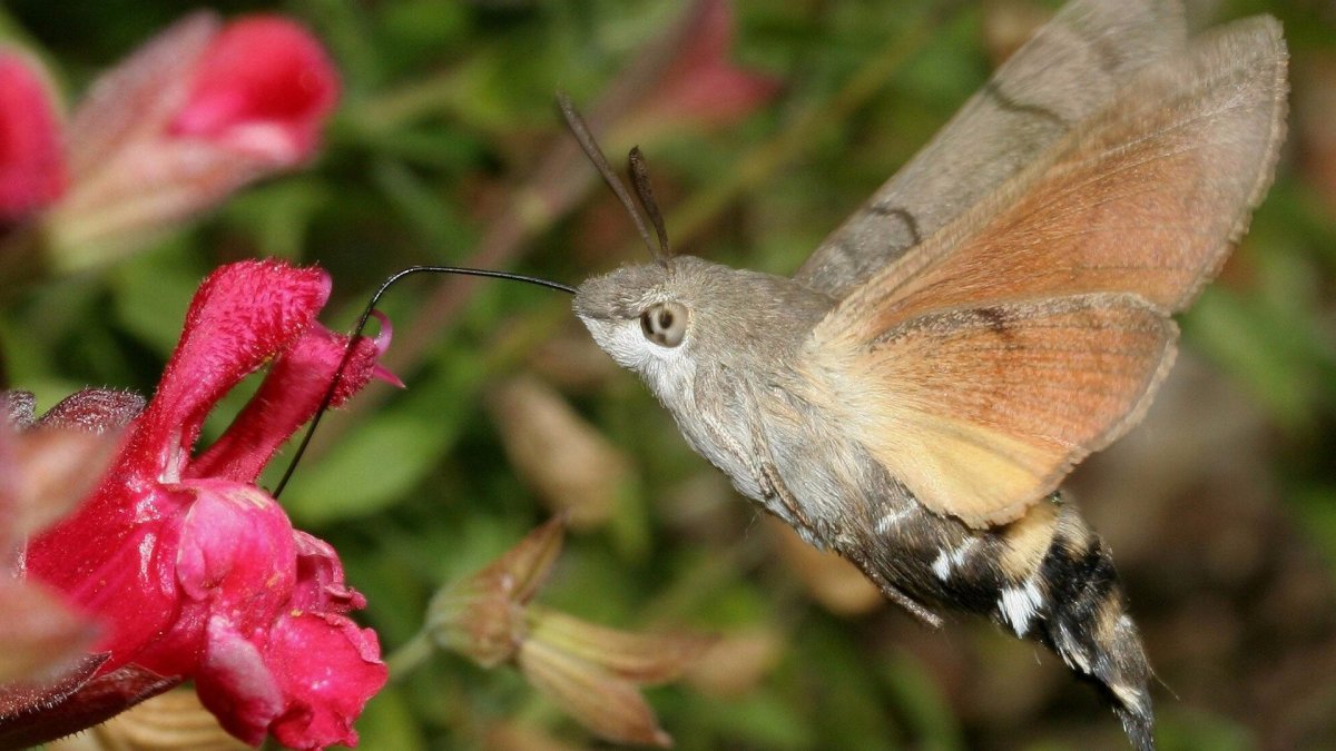 Бражник Крымский Колибри